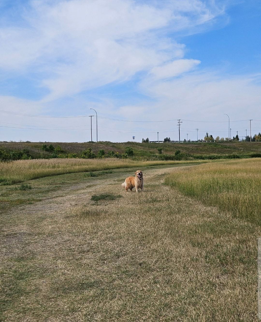 A dog exploring a walking path at a Regina off-leash dog park